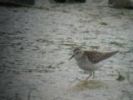 Filename=Semipalmated_Sandpiper.JPG
Filesize=5KiB
Dimensions=160x120
Date added=Oct 30, 2008 Semipalmated_Sandpiper.JPG