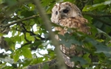 Tawny-Owl.jpg