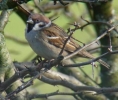 Tree_Sparrow_Whisby.JPG