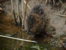 Water_Vole_at_Gib,_Aug_2011.jpg