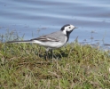 White-Wagtail.jpg