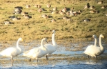 Whoopers-Frampton.jpg