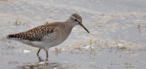 Wood-Sandpiper.jpg