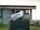 black_headed_gull~0.JPG