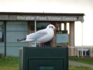 black_headed_gull~1.JPG