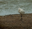 cropped_spoonbill.jpg