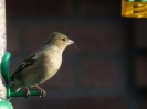 female_chaffinch.JPG