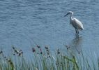 little_egret_compressed.jpg