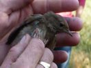 Filename=thrush_nightingale_cropped.jpg
Filesize=24KiB
Dimensions=448x336
Date added=Sep 19, 2009 thrush_nightingale_cropped.jpg