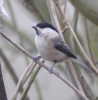 willow-tit.jpg