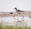 wood_sandpiper.jpg