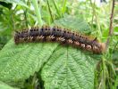 Filename=IMG_0627_Drinker_Larva_(Pic)_(Web).jpg
Filesize=113KiB
Dimensions=600x454
Date added=Jun 16, 2007 IMG_0627_Drinker_Larva_(Pic)_(Web).jpg