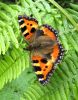 IMG_0866_Small_Tortoiseshell_(Web).jpg