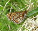 IMG_2446_Marsh_Fritillary_2_(Pic)_(Web).jpg