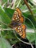 IMG_2466_Marsh_Fritillary_2_(Pic)_(Web).jpg