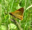 IMG_2570_Large_Skipper_2_(Pic)_(Web).jpg