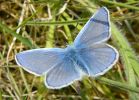 Common_Blue_Rimac_21-05-2008_a.jpg