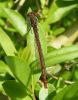 Large_Red_Damselfly_Rimac_21-05-2008.jpg