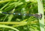 Variable_Damselfly_Rimac_21-05-2008_LBC_.jpg