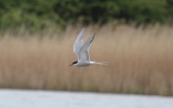 Artic-Tern.jpg