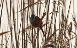 Filename=Bearded-Tit3.jpg
Filesize=126KiB
Dimensions=650x406
Date added=Jan 06, 2013 Bearded-Tit3.jpg