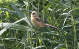 Bearded-Tit4.jpg