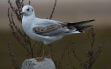 Black-Headed-Gull-(first-wi.jpg