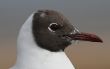 Black-Headed-Gull-close-up.jpg