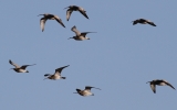 Black-Tailed-Godwits.jpg