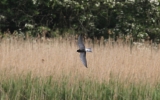 Black-Tern2.jpg