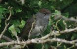 Blackcap-Female.jpg