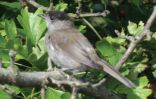 Blackcap-Male.jpg