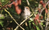 Blackcap7.jpg