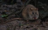 Brown-Rat.jpg