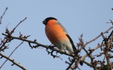 Bullfinch3~0.jpg