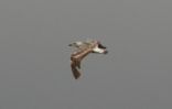 Filename=Caspian-Gull.jpg
Filesize=17KiB
Dimensions=650x415
Date added=Jul 20, 2006 Caspian-Gull.jpg