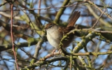 Cetti_s-Warbler-2.jpg