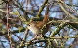 Cetti_s-Warbler.jpg