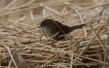 Cettis-Warbler.jpg