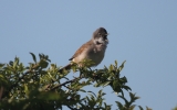 Common-Whitethroat.jpg