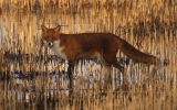 Far-Ings-Fox.jpg