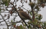 Garden-Warbler.jpg