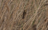 Grasshopper-Warbler-2.jpg