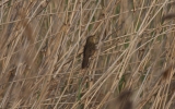 Grasshopper-Warbler-2.jpg