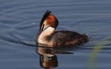 Great-Crested-Grebe~0.jpg