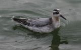 Grey-Phalorope2.jpg