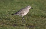 Grey-Plover.jpg