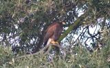 HAWK---ESCAPEE.jpg
