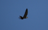 Hobby-with-Swallow.jpg