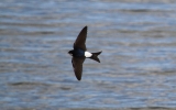 House-Martin.jpg